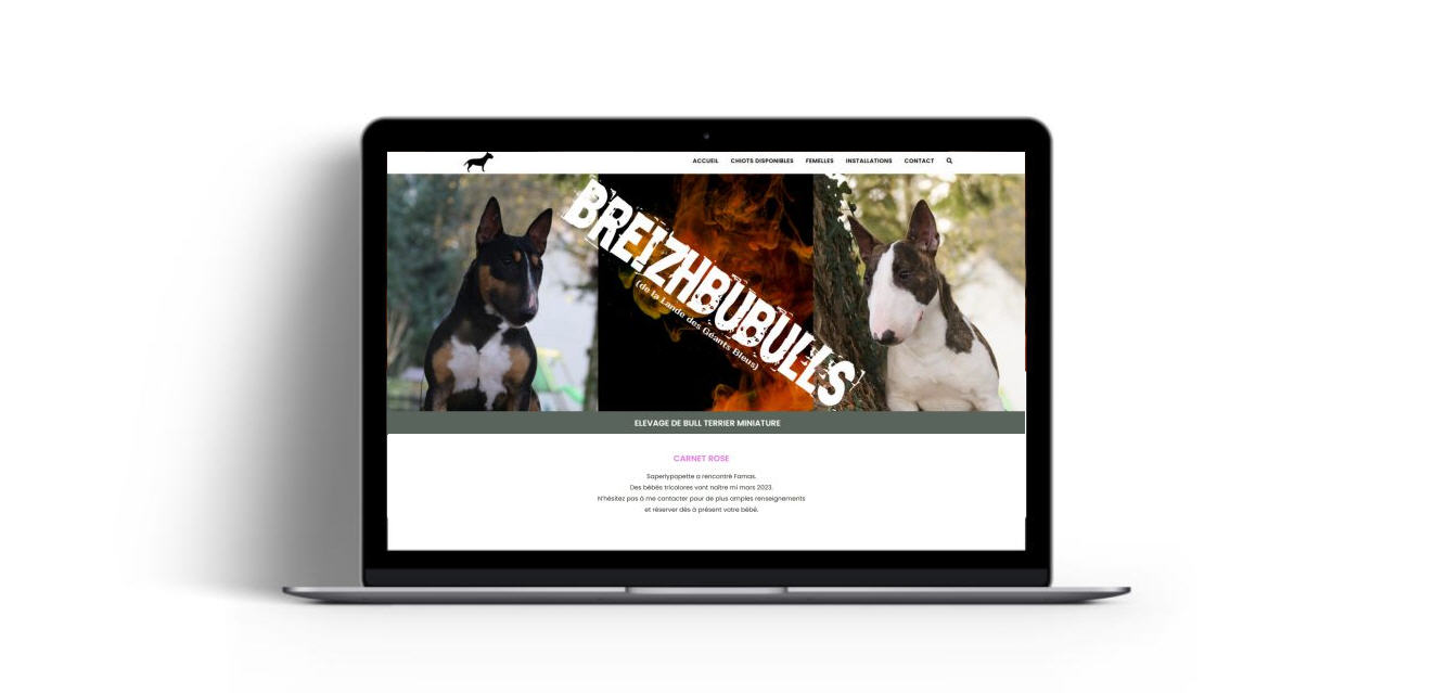 https://www.bull-terrier-miniature.fr/